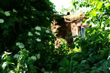Çimenlerin arasında bir kapı olan harap bir evin eski taş duvarı..