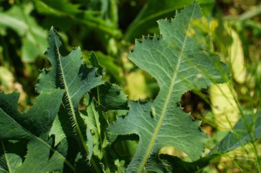 Çiçekli pirinç tarlalarında yabani bitkiler