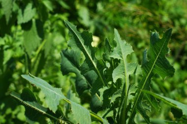 Çiçekli pirinç tarlalarında yabani bitkiler