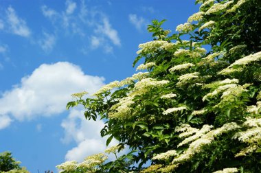 Gökyüzüne karşı yabani tarla bitkileri ve çalılar