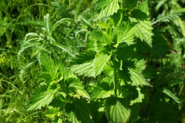 Çiçekli pirinç tarlalarında yabani bitkiler