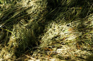 Çiçek açan çayır ve yabani çiçeklerle peyzaj