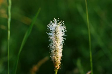 Çiçek açan çayır ve yabani çiçeklerle peyzaj