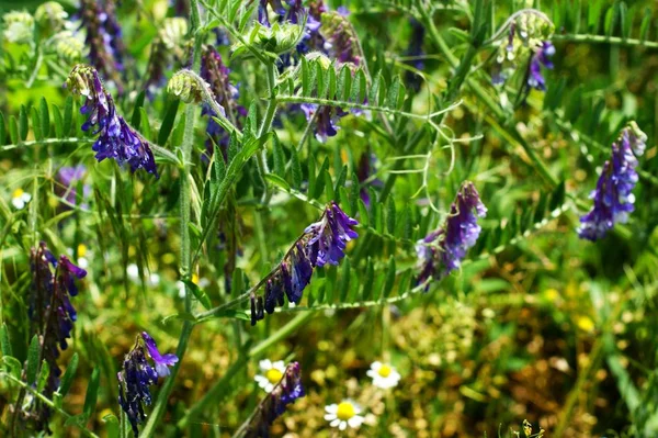 Planta del prado flores azules pequeñas de cerca —  Fotos de Stock