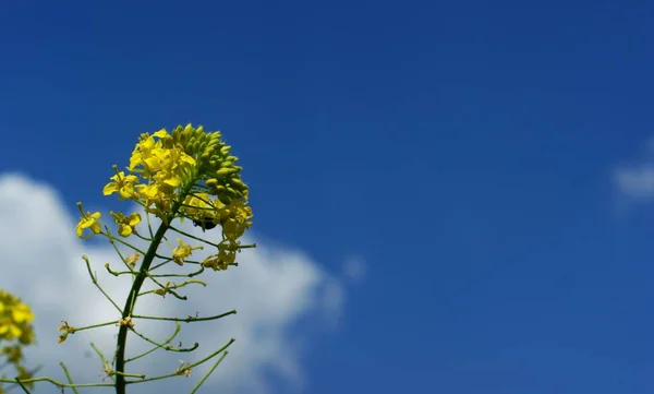 Wilde Feldpflanzen und Büsche gegen den Himmel — Stockfoto