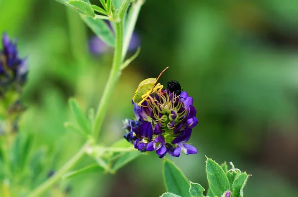 초원 식물 푸른 작은 꽃 닫기 — 스톡 사진