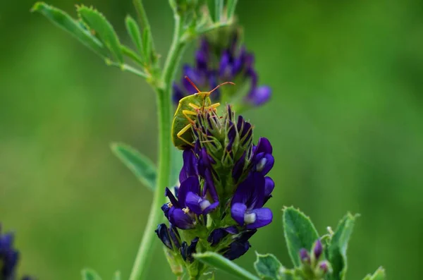 牧草地植物青い小さな花がクローズアップ — ストック写真