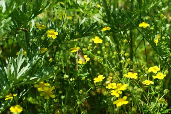 咲く草原と野生の花を持つ風景 — ストック写真