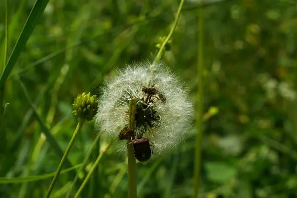 咲く草原と野生の花を持つ風景 — ストック写真