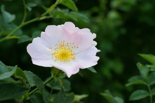 Rosas silvestres rosa arbusto primer plano macro hojas verdes — Foto de Stock