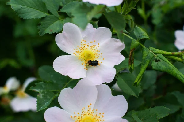 Rosas silvestres rosa arbusto primer plano macro hojas verdes — Foto de Stock