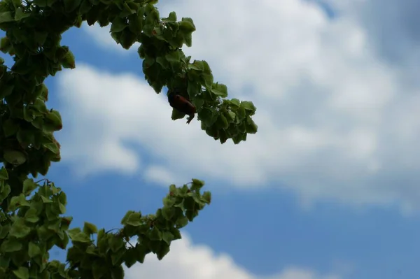 Divoké polní rostliny a keře proti obloze — Stock fotografie