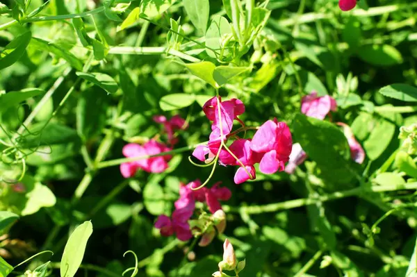 咲く草原と野生の花を持つ風景 — ストック写真