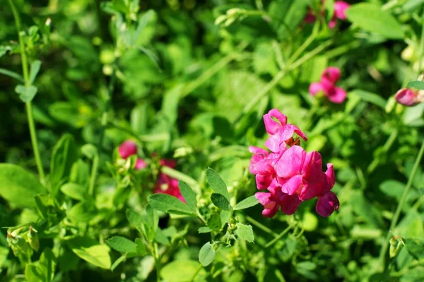 Paisaje con prado floreciente y flores silvestres —  Fotos de Stock