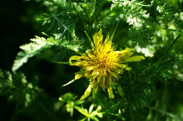 Romantisches wildes Gänseblümchenfeld mit Fokus — Stockfoto