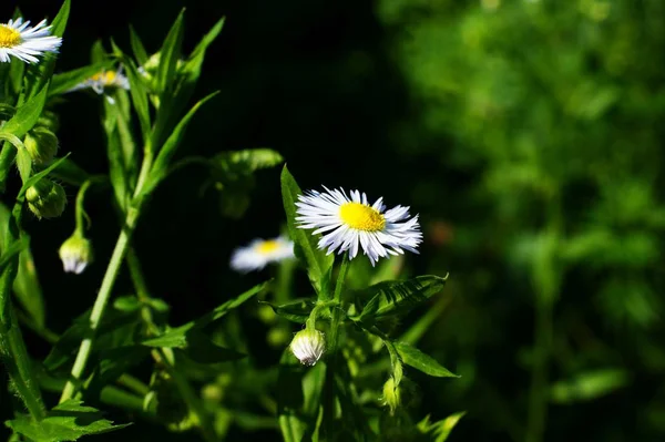 Romantic wild field of daisies with focus — Stock Photo, Image