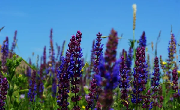 Planta del prado flores azules pequeñas de cerca —  Fotos de Stock