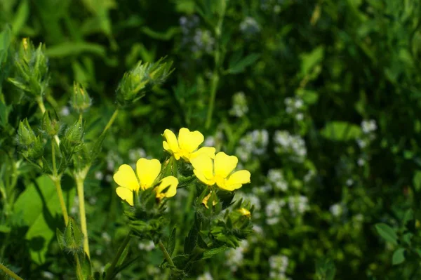 Romantisches wildes Gänseblümchenfeld mit Fokus — Stockfoto