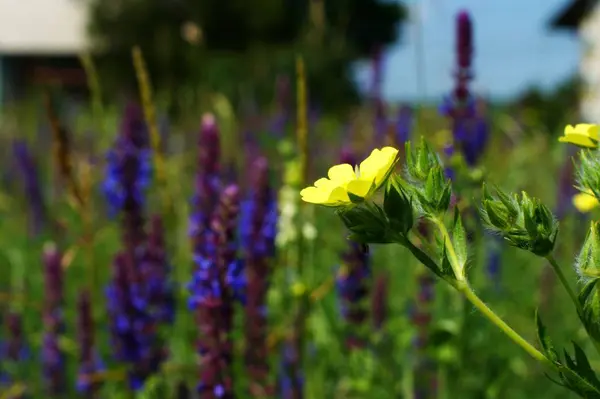 牧草地植物青い小さな花がクローズアップ — ストック写真