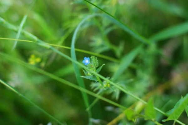 Wild Green grass texture as background image — Stock Photo, Image