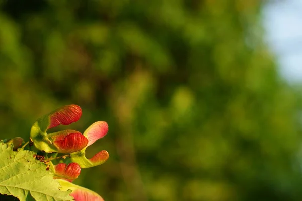 Пейзаж з квітучим лугом і дикими квітами — стокове фото