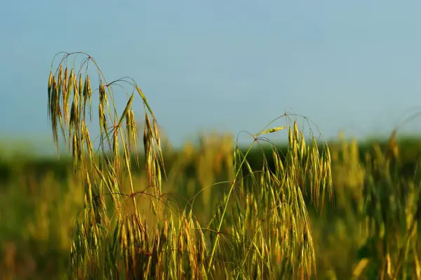 Wilde groene gras textuur als achtergrondafbeelding — Stockfoto