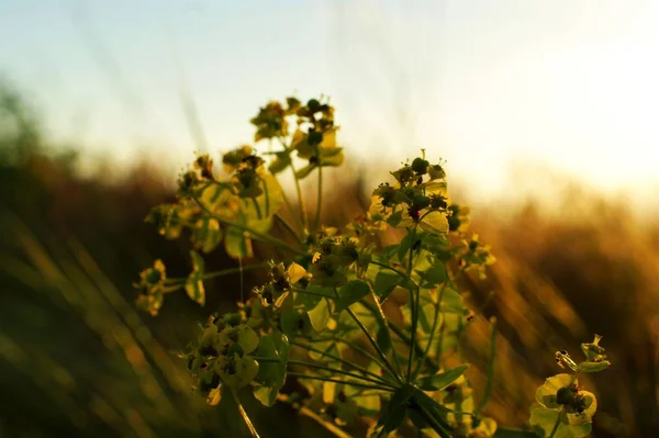 Paisaje con prado floreciente y flores silvestres — Foto de Stock