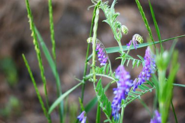Arka plan görüntüsü olarak Vahşi Yeşil çim dokusu