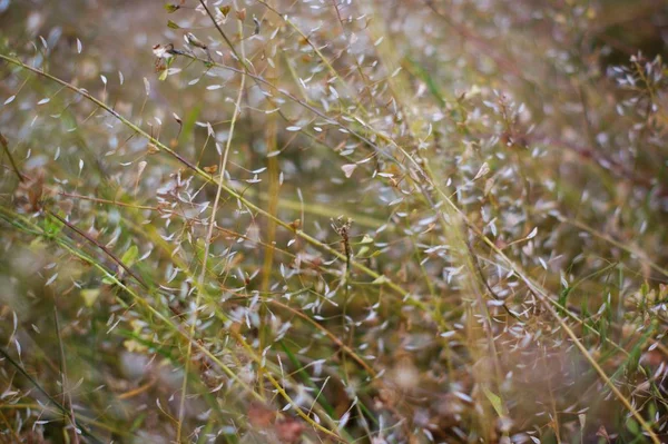 Дика зелена текстура трави як зображення тла — стокове фото