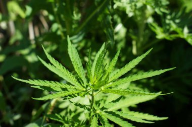 Güzel bir arka plan üzerinde kenevir filizbitki makro