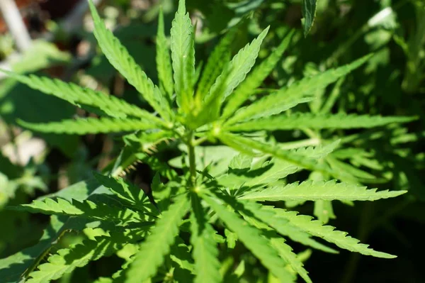 Hemp sprout plant macro on a beautiful background