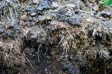 İnek ve at gübresinden gübre ve saman. Bir gübre yığını