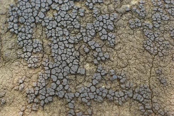 Una textura de pintura agrietada en una pared de hormigón —  Fotos de Stock