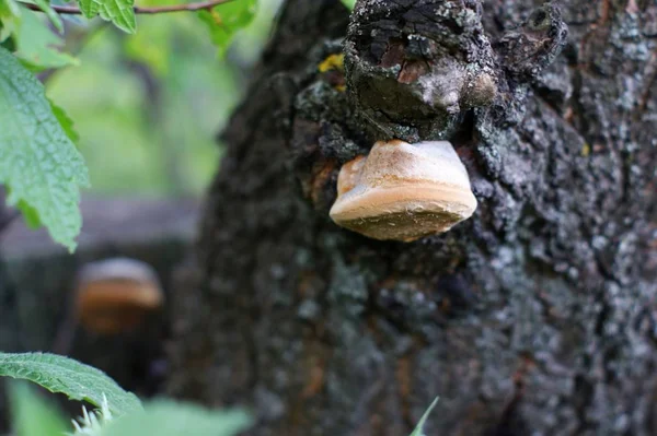 흐린 나무에 흰색 버섯 — 스톡 사진