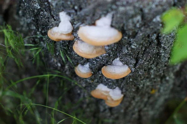 Weiße Pilze auf einem Baum, der auf einem bewölkten — Stockfoto