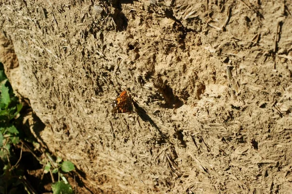 Ancien mur d'une combinaison d'argile rouge et de paille — Photo