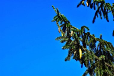 Mavi gökyüzünün arka planında koni olan Noel ağacı dalları