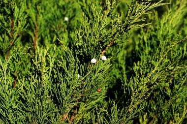 Köknar ağacı brunch yakın. Sığ odak. Kabarık köknar ağacı brunch