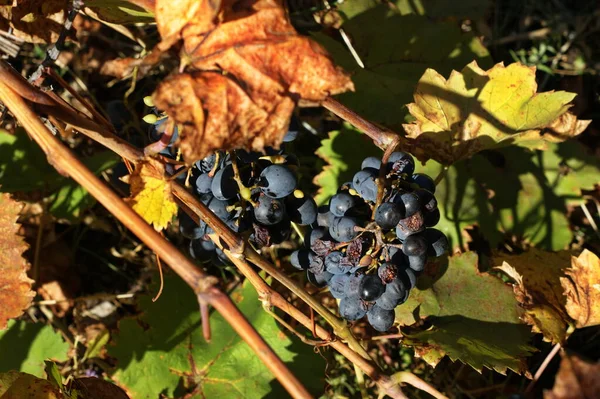 Photo of grape leaves background, autumn harvest season — Stock Photo, Image