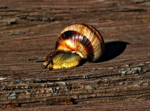 Escargot rampant sur une vieille planche en bois close-up — Photo