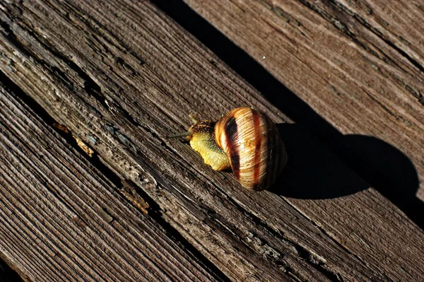 カタツムリは古い木の板のクローズアップでクロールしています — ストック写真