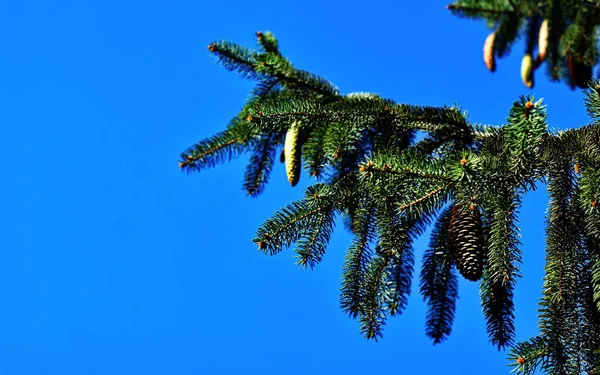Rami di albero di Natale con coni su uno sfondo di cielo blu — Foto Stock