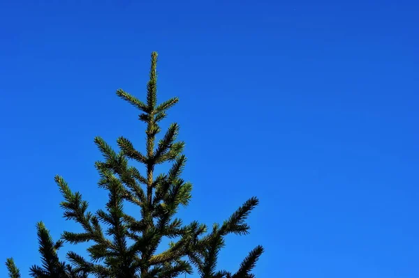 Χριστουγεννιάτικα δέντρα σε φόντο γαλάζιου ουρανού — Φωτογραφία Αρχείου
