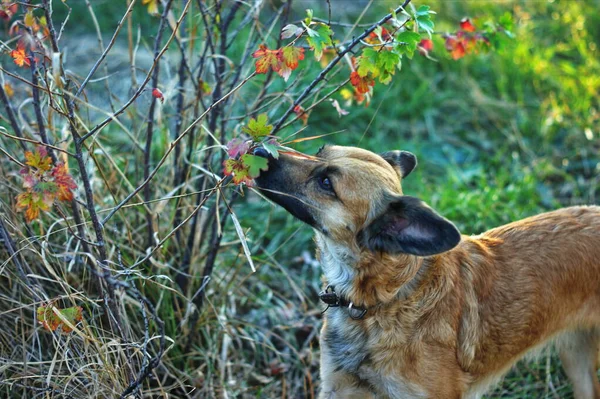 Parlak ışıkların altındaki çimlerde güneşli köpek melezleri