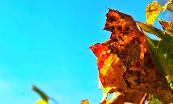 葡萄叶背景照片，秋季收获季节 — 图库照片