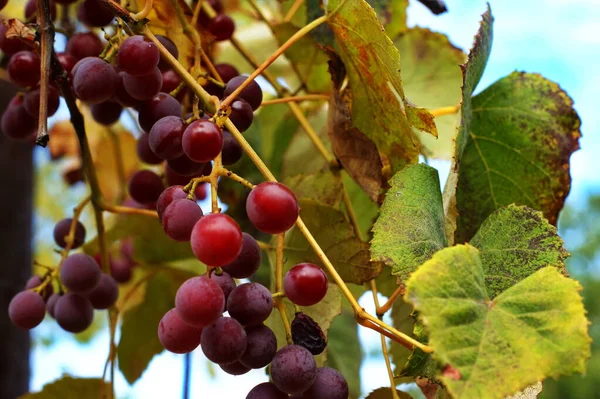 Banda winogron na winorośli w słońcu. Hodowcy winogron na winorośli — Zdjęcie stockowe