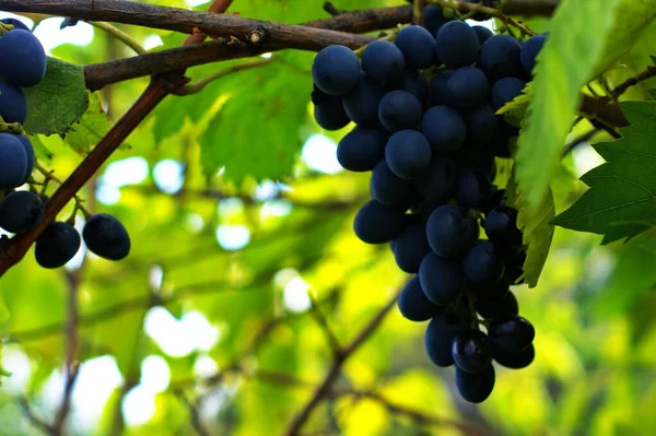 Blue bunches of grapes. Vineyards at sunset in autumn harvest. — Stock Photo, Image