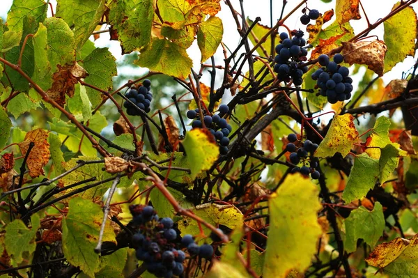 Kék fürt szőlő. Szőlőültetvények őszi szüreti napnyugtakor. — Stock Fotó