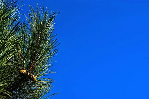 Vánoční strom větve s kužely na pozadí modré oblohy — Stock fotografie