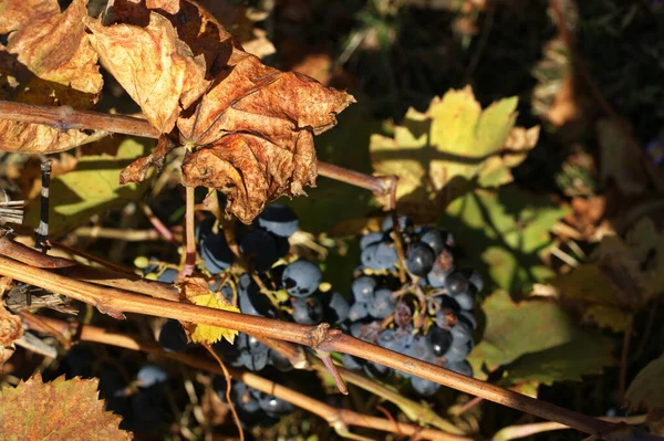 Photo of grape leaves background, autumn harvest season — Stock Photo, Image